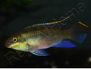 Pelvicachromis Kribensis  (Afrique)