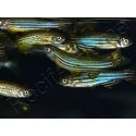 Poisson zèbre - Danio rerio
