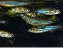 Poisson zèbre - Danio rerio