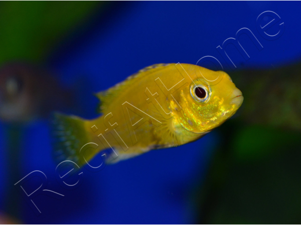 Labido jaune - Labidochromis caeruleus - 3-4cm (Afrique - Lac malawi)