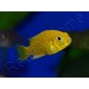 Labido jaune - Labidochromis caeruleus - 3-4cm (Afrique - Lac malawi)