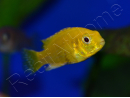 Labido jaune - Labidochromis caeruleus - 3-4cm (Afrique - Lac malawi)