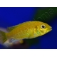 Labido jaune - Labidochromis caeruleus - 3-4cm (Afrique - Lac malawi)