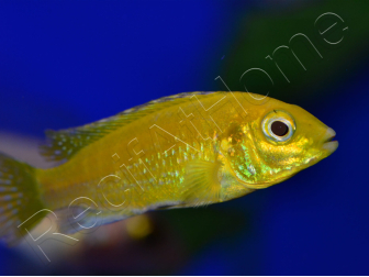 Labido jaune - Labidochromis caeruleus - 3-4cm (Afrique - Lac malawi)