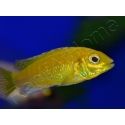 Labido jaune - Labidochromis caeruleus - 3-4cm (Afrique - Lac malawi)