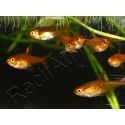  Tetra amande etincelle -hyphessobrycon amandae (Amérique du Sud) 