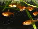  Tetra amande etincelle -hyphessobrycon amandae (Amérique du Sud) 