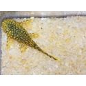 Ancistrus - Ancistrus dolichopterus 3-4cm (Amérique du Sud)