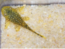 Ancistrus - Ancistrus dolichopterus 3-4cm (Amérique du Sud)