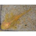 Ancistrus gold - Ancistrus dolichopterus 3-4 cm (Amérique du Sud)