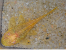 Ancistrus gold - Ancistrus dolichopterus 3-4 cm (Amérique du Sud)