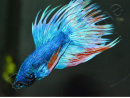 Combattant crowntail couleurs assortis - Betta splendens (Asie)