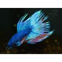 Combattant crowntail couleurs assortis - Betta splendens (Asie)