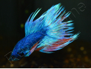 Combattant crowntail couleurs assortis - Betta splendens (Asie)
