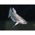 Poisson combattant femelle mix HM - Betta splendens (Asie)