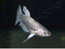 Poisson combattant femelle mix HM - Betta splendens (Asie)