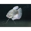 Poisson combattant femelle mix HM - Betta splendens (Asie)