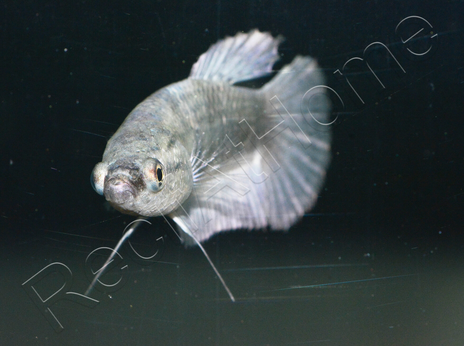 Poisson combattant femelle mix HM Betta splendens (Asie) VPC RecifAtHome