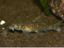 Garra docteur - Garra rufa - 4-5 cm (Asie)