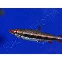 Poisson crayon - Nannostomus marginatus (Amérique du Sud)