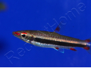 Poisson crayon - Nannostomus marginatus (Amérique du Sud)