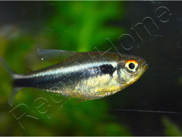 Neons Noirs - Hyphessobrycon Herbertaxelrodi (Amérique du Sud)
