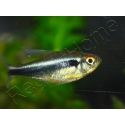 Neons Noirs - Hyphessobrycon Herbertaxelrodi (Amérique du Sud)