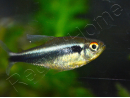 Neons Noirs - Hyphessobrycon Herbertaxelrodi (Amérique du Sud)