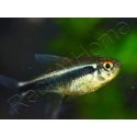 Neons Noirs - Hyphessobrycon Herbertaxelrodi (Amérique du Sud)