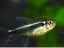 Neons Noirs - Hyphessobrycon Herbertaxelrodi (Amérique du Sud)