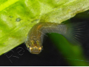 Guppy endler femelle - Poecilia wingei (Amérique du Sud)