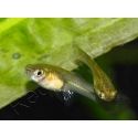 Guppy endler femelle - Poecilia wingei (Amérique du Sud)