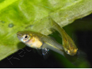 Guppy endler femelle - Poecilia wingei (Amérique du Sud)