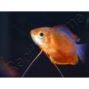 Colisa chuna - Trichogaster chuna/Colisa chuna (Asie)