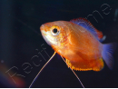 Colisa chuna - Trichogaster chuna/Colisa chuna (Asie)