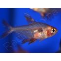 Tétra serpae - Hyphessobrycon callistus minor (Amérique du Sud)