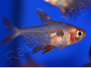 Tétra serpae - Hyphessobrycon callistus minor (Amérique du Sud)