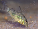 Corydoras poivre et sel - Corydoras paleatus (Amérique du Sud)