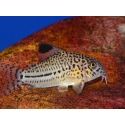 Corydoras léopard - Corydoras julii (Amérique du Sud)