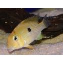 Acara à selle - Guianacara geayi 10cm (Amérique du Sud)