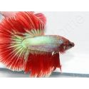 Combattant halfmoon couleurs assortis - Betta splendens (Asie)