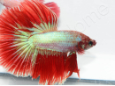 Combattant halfmoon couleurs assortis - Betta splendens (Asie)