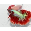 Combattant halfmoon couleurs assortis - Betta splendens (Asie)