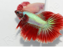 Combattant halfmoon couleurs assortis - Betta splendens (Asie)