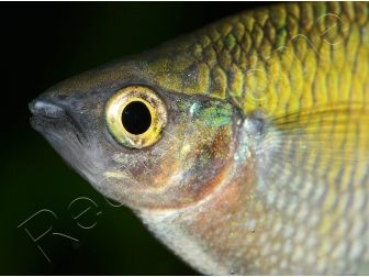 Arc-en-ciel de Boeseman - Melanotaenia boesemani (Papouasie/Australie)