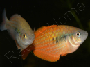 Arc-en-ciel  - Melanotaenia parva (Papouasie/Australie)