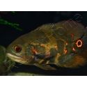 Astronotus ocellatus 8-10cm (Amérique du Sud)