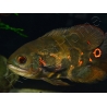 Astronotus ocellatus 8-10cm (Amérique du Sud)