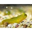 Cryptocentrus cinctus S