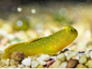 Cryptocentrus cinctus S